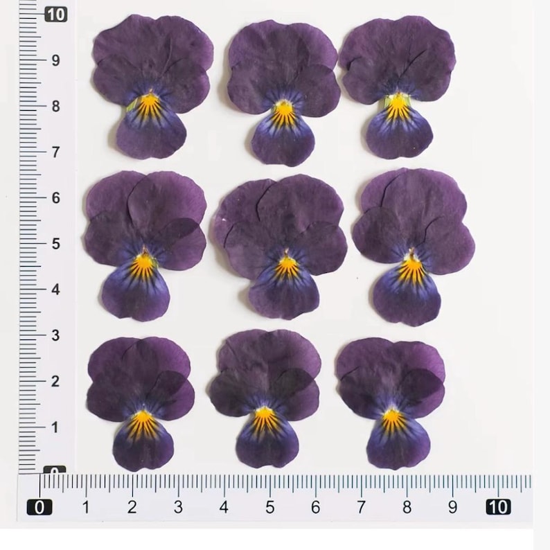 100 Stück echte gepresste Stiefmütterchen Blumen für Resin Art, Scrapbooking, Handyhülle & Nail Art