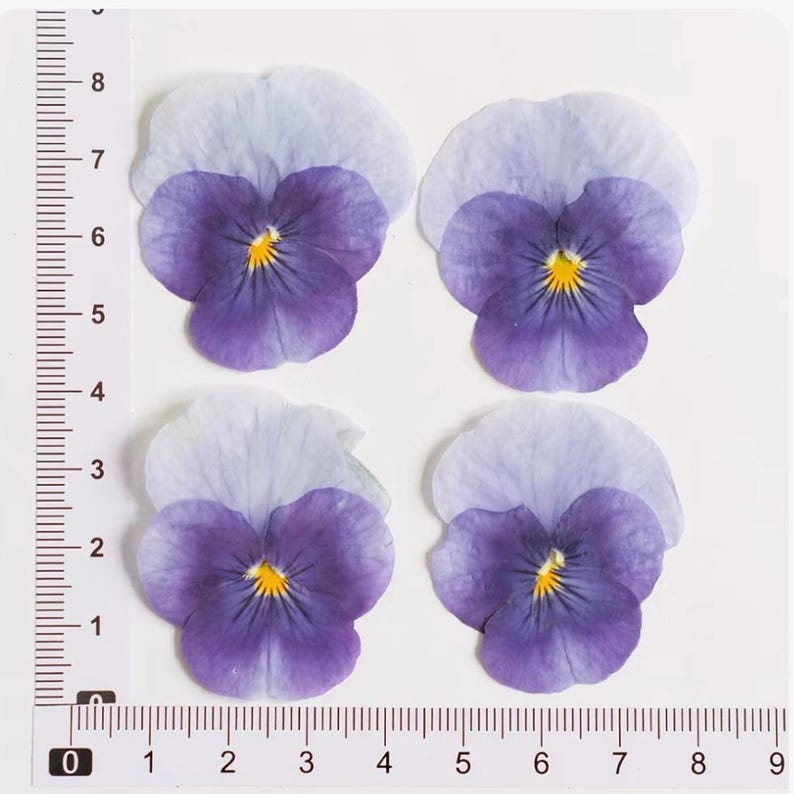 100 Stück echte gepresste Stiefmütterchen Blumen für Resin Art, Scrapbooking, Handyhülle & Nail Art