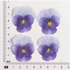 100 Stück echte gepresste Stiefmütterchen Blumen für Resin Art, Scrapbooking, Handyhülle & Nail Art