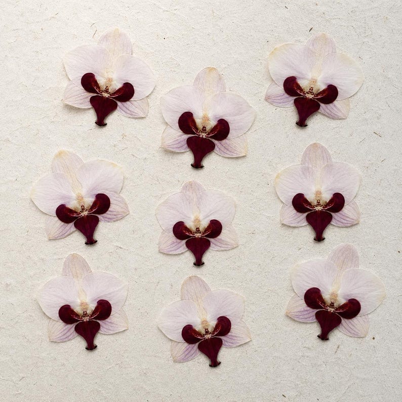 Gepresste echte Phalaenopsis-Orchideenblüten, violett, 10–12 cm, für Harzkunst und Bastelbedarf