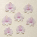 Gepresste echte Phalaenopsis-Orchideenblüten, violett, 10–12 cm, für Harzkunst und Bastelbedarf