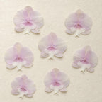 Gepresste echte Phalaenopsis-Orchideenblüten, violett, 10–12 cm, für Harzkunst und Bastelbedarf
