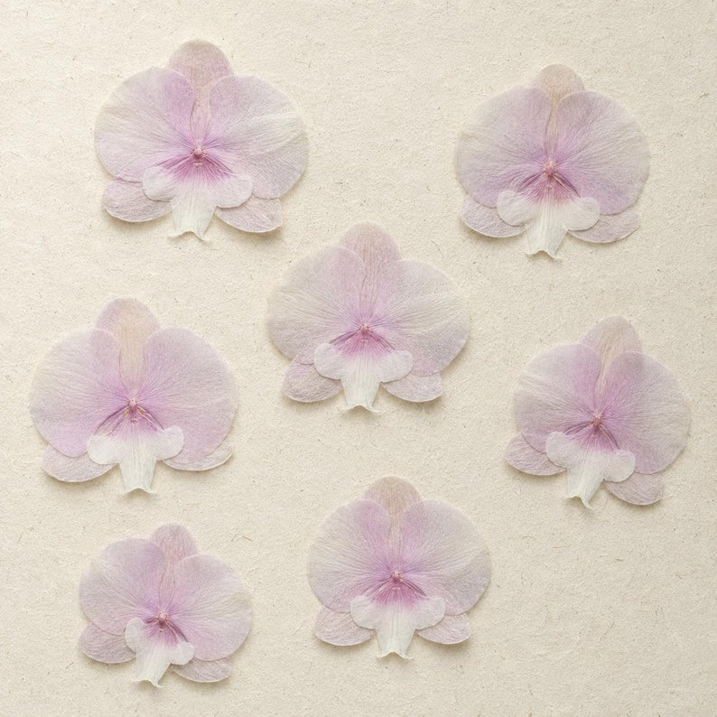 Gepresste echte Phalaenopsis-Orchideenblüten, violett, 10–12 cm, für Harzkunst und Bastelbedarf