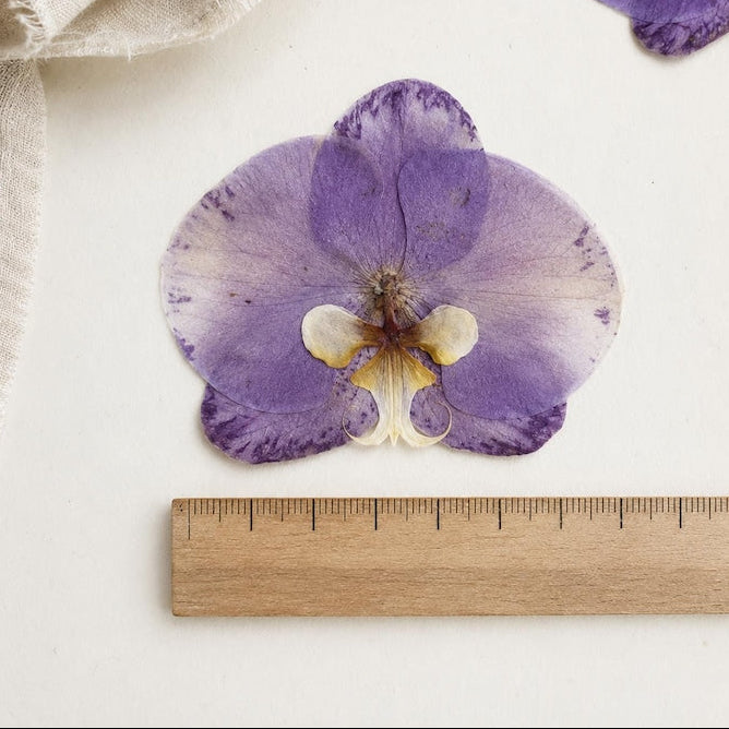 Gepresste echte Phalaenopsis-Orchideenblüten, violett, 10–12 cm, für Harzkunst und Bastelbedarf