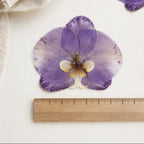 Gepresste echte Phalaenopsis-Orchideenblüten, violett, 10–12 cm, für Harzkunst und Bastelbedarf