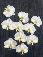 Gepresste echte Phalaenopsis-Orchideenblüten, violett, 10–12 cm, für Harzkunst und Bastelbedarf