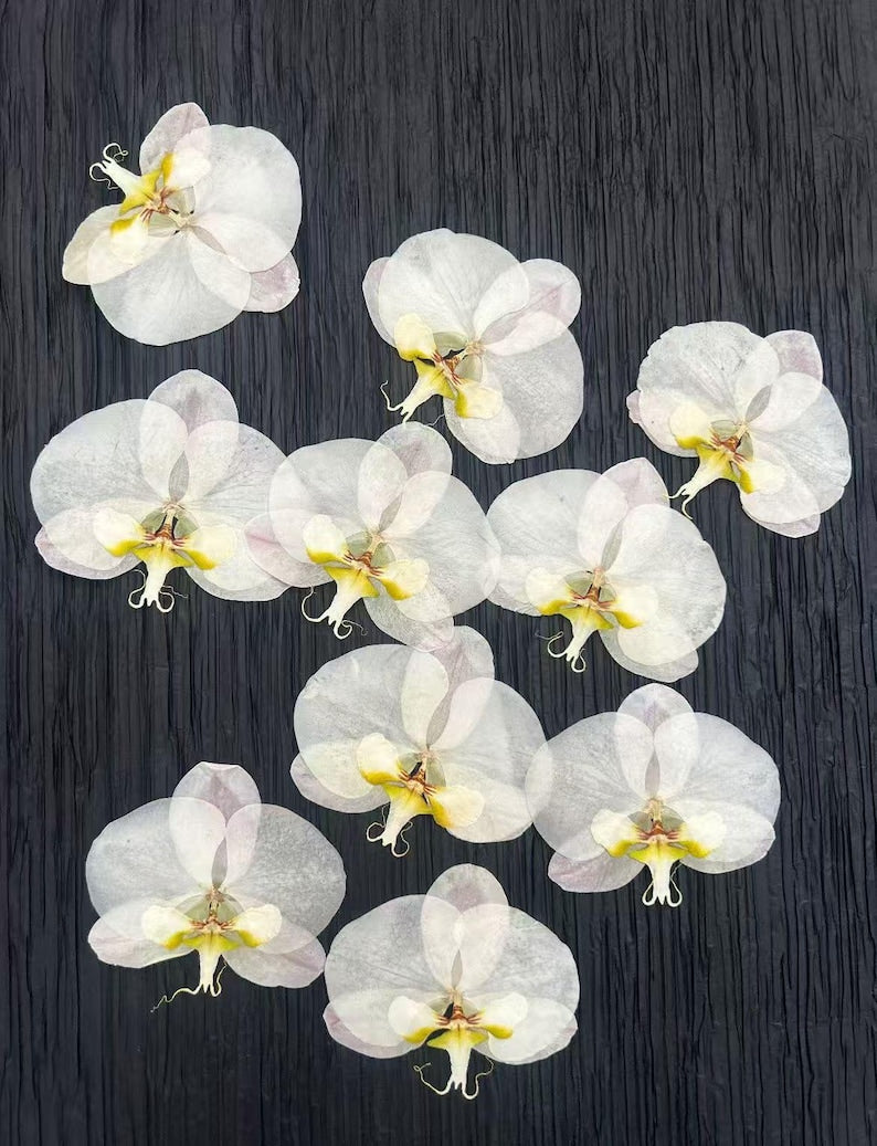 Gepresste echte Phalaenopsis-Orchideenblüten, violett, 10–12 cm, für Harzkunst und Bastelbedarf